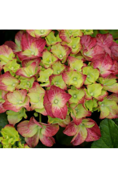 Глоссі Ліпс опис